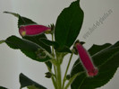 Kohleria Yfs Leah