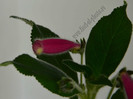 Kohleria Yfs Leah