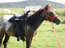 poza 085