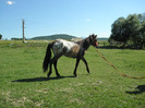 poza 096