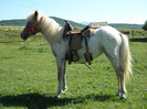 poza 137