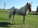 poza 186