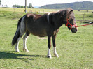 poza 235
