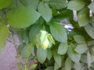 Cobaea