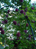 "Purpurea Plena Elegance"