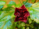 DSCN8774
