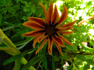 DSCN8854
