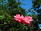 DSCN8858