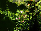DSCN8867
