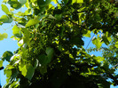 DSCN8871