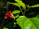 DSCN8874