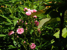 DSCN8880
