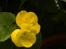DSCN8894