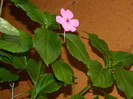 DSCN8900