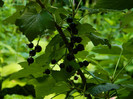 DSCN8904