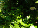 DSCN8907