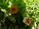 DSCN8923