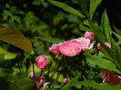 DSCN8925