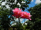 DSCN8930