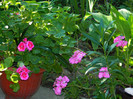 DSCN9008