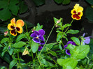 DSCN9010