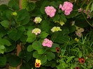 DSCN9012