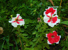 DSCN9014