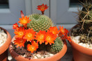 cactusi infloriti 006