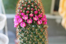 cactusi infloriti 020