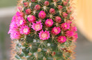 cactusi infloriti 024