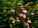 DSCN9064