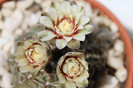 cactusi infloriti 2012 018