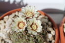 cactusi infloriti 2012 023
