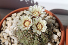 cactusi infloriti 2012 026