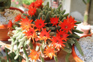cactusi infloriti 2012 029