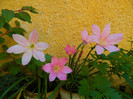 DSCN9049