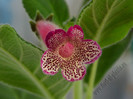 Kohleria Yfs Leah