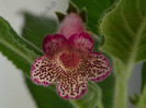 Kohleria Yfs Leah