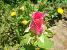 CIMG5921