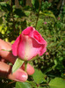 CIMG5922