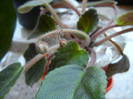 Pink African Violet (2012, June 21)