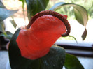 Anthurium scherzerianum (2012, Jun.21)