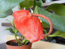 Anthurium scherzerianum (2012, Jun.21)