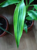 Dracaena Reflexa (2009, May 07)