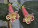Kohleria Goliat