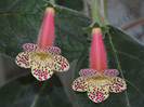 Kohleria Goliat