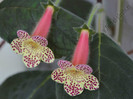 Kohleria Goliat