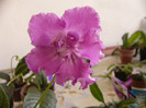 Rosebud
