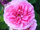 GERTRUDE JEKYLL