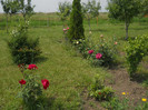 DSCN5420